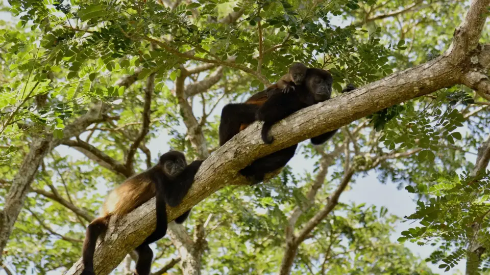 Amazon, Cusco Hike & Puno 11 Days / 10 Nights